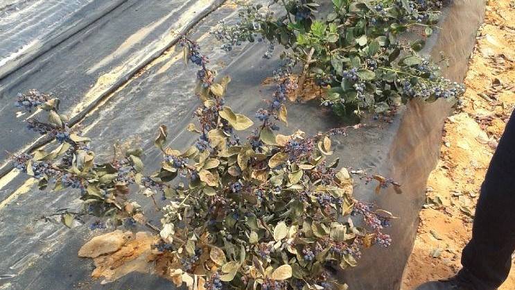 Arándano Planta afectada por Macrophomina (2)